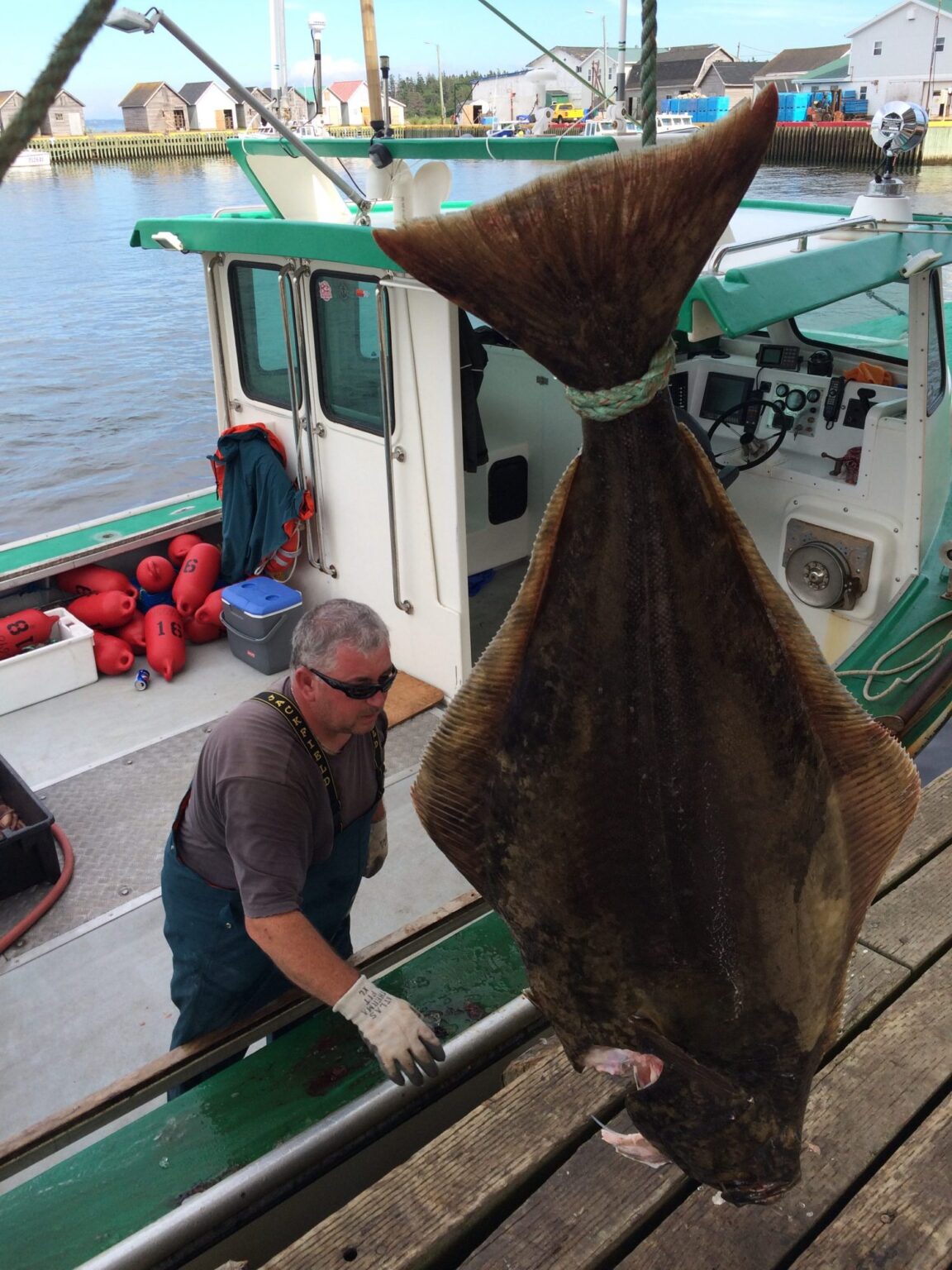 Fresh catch on the wharf