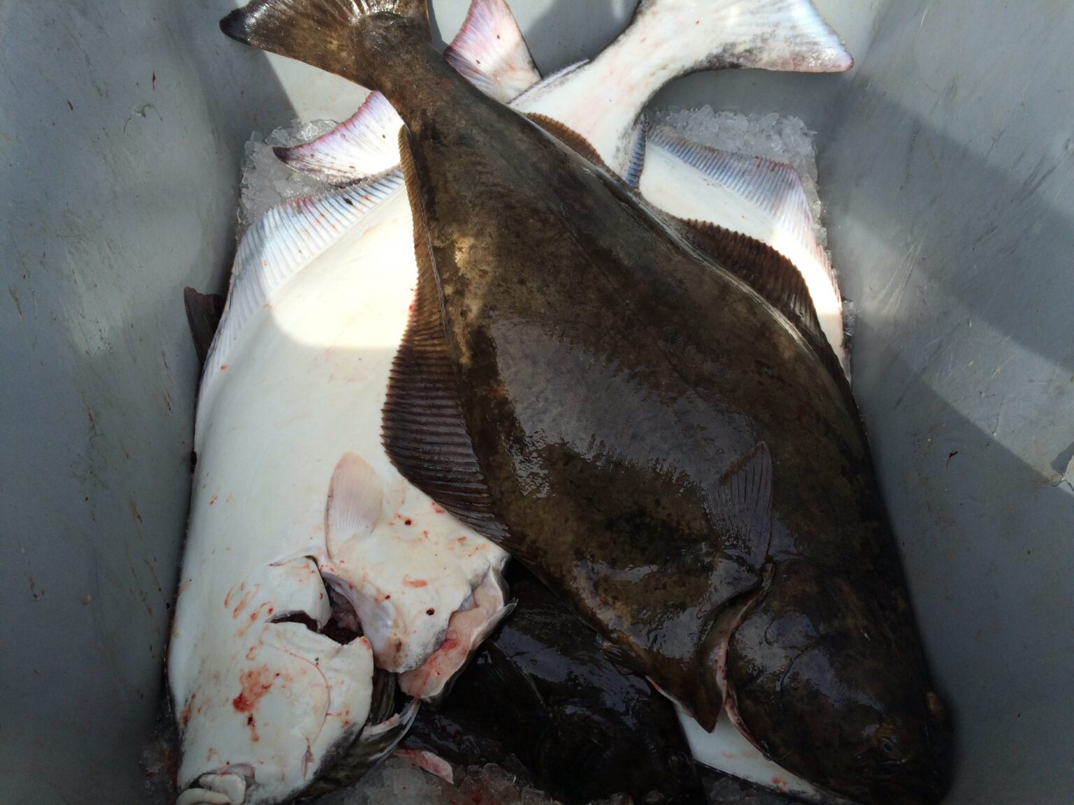 Seafood being unloaded at the harbour